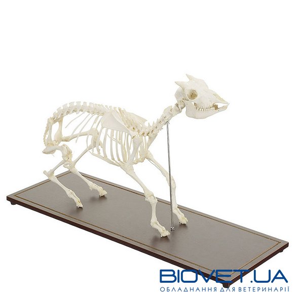 Настоящая модель скелета козы