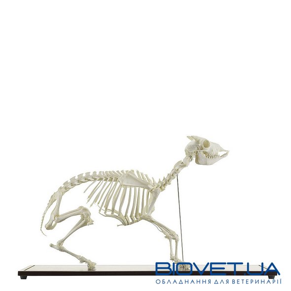 Настоящая модель скелета козы