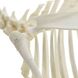 Настоящая модель скелета козы 3 из 3