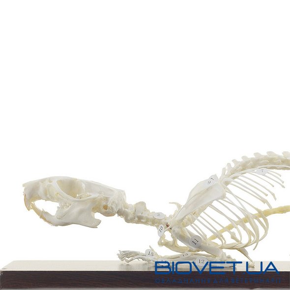 Настоящая модель скелета крысы