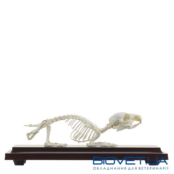 Справжня модель скелета морської свинки