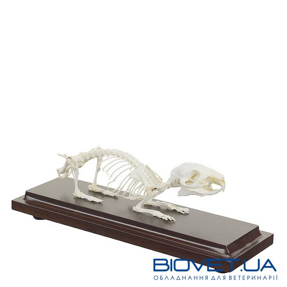 Настоящая модель скелета морской свинки