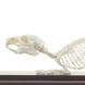 Настоящая модель скелета морской свинки 2 из 3