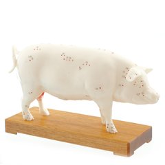Анатомическая модель свиньи для акупунктуры