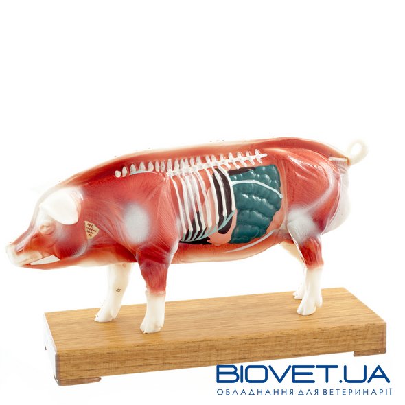 Анатомічна модель свині для акупунктури