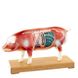 Анатомическая модель свиньи для акупунктуры 2 из 2