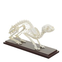 Справжня модель скелета кота