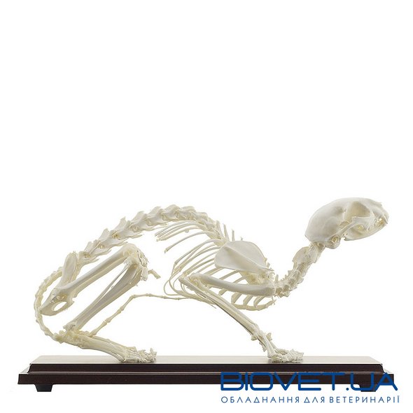 Справжня модель скелета кота