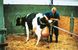 Рододопомога для корів VINK 180 см, Нідерланди (рівномірне розтягування) 5 з 8