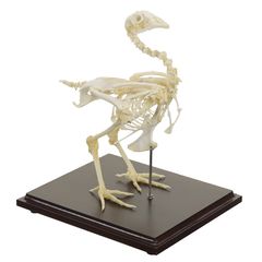 Справжні моделі скелета тварин