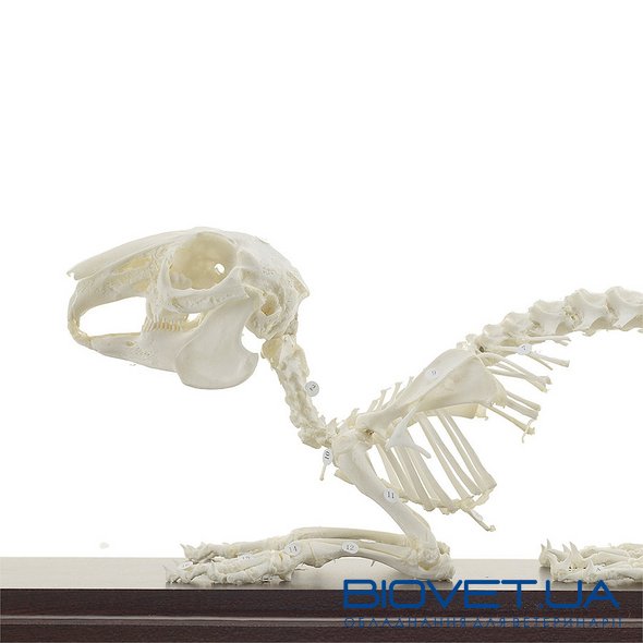 Настоящая модель скелета кролика