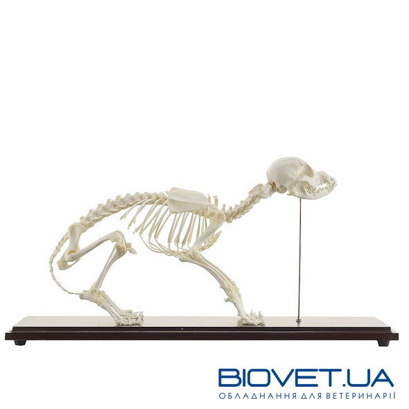 Настоящая модель скелета собаки