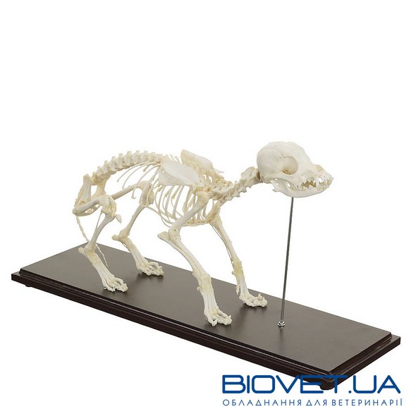Настоящая модель скелета собаки