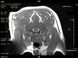Ветеринарный томограф Vet-MR 8 из 25