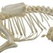 Настоящая модель скелета собаки 3 из 3