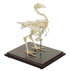 Справжня модель скелета курки
