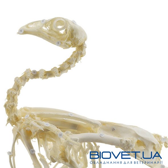 Настоящая модель скелета курицы