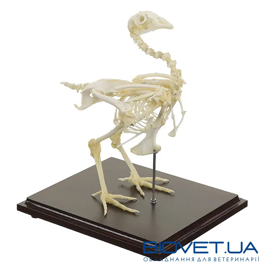 Натуральні моделі скелета тварин