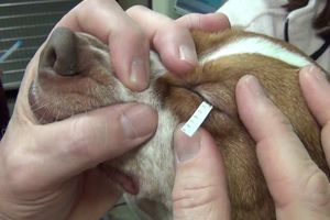 Офтальмологические тест-полоски: незаменимый ресурс в арсенале ветеринарного офтальмолога  из