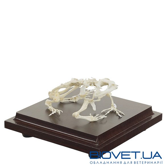 Настоящая модель скелета лягушки