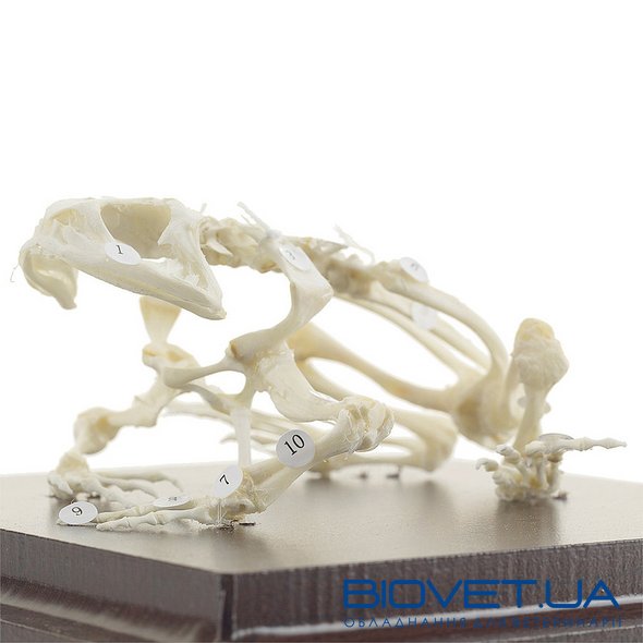 Справжня модель скелета жаби