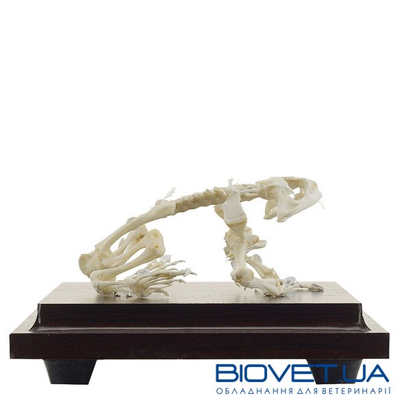Настоящая модель скелета лягушки