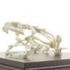 Настоящая модель скелета лягушки 3 из 3