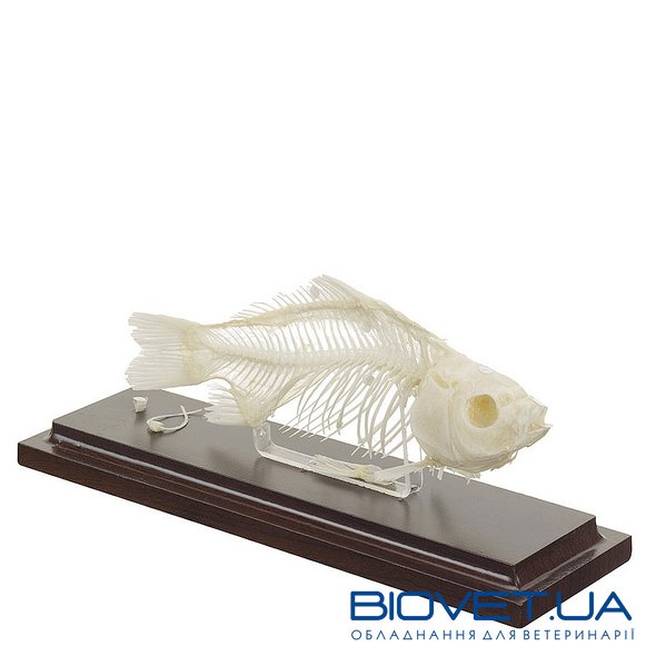 Настоящая модель скелета рыбы