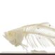 Справжня модель скелета риби 3 з 3
