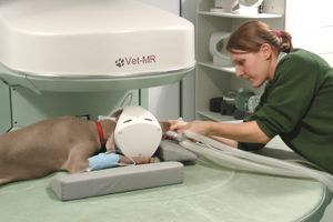 Показания к применению МРТ диагностики в ветеринарии  из