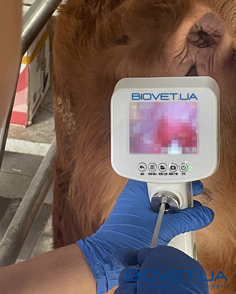 Видео паетовводитель для визуального осеменения коров AI-BIO