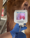 Відео паєтовводжувач для візуального осіменіння корів AI-BIO 6 з 6