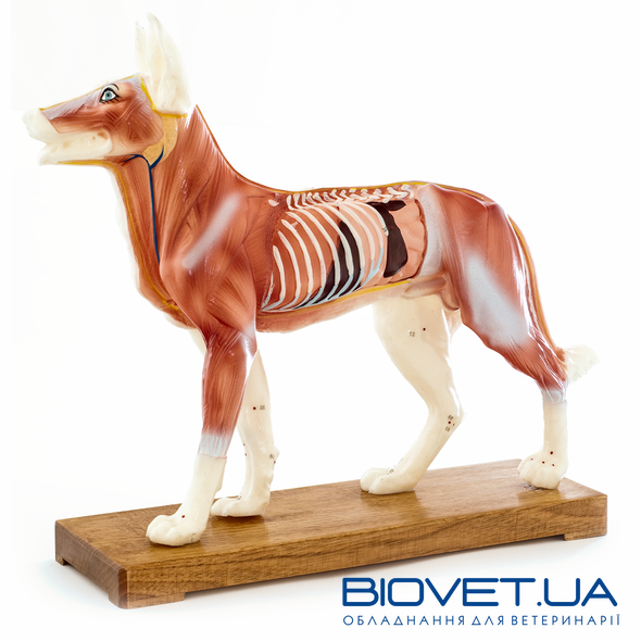 Анатомическая модель собаки для акупунктуры