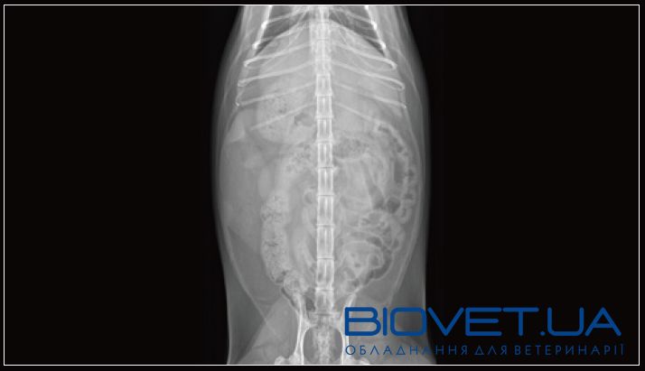 Професійна ветеринарна система рентгенівської діагностики VetiX S300