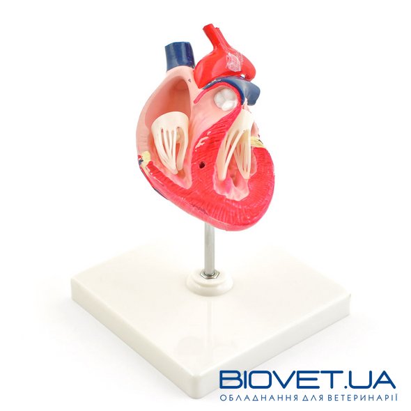Анатомическая модель сердца собаки, две части