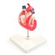 Анатомічна модель серця собаки, дві частини 1 з 3