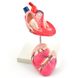 Анатомічна модель серця собаки, дві частини 2 з 3