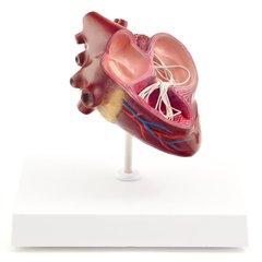 Анатомическая модель сердца собаки с паразитами