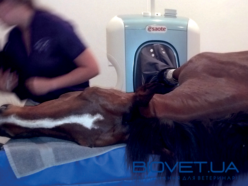 Ветеринарный томограф O-scan Equine