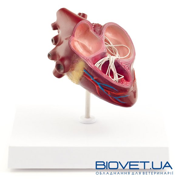 Анатомическая модель сердца собаки с паразитами