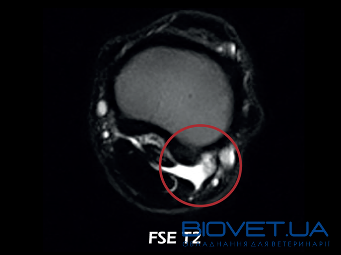 Ветеринарний томограф O-scan Equine