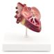 Анатомічна модель серця собаки з паразитами 1 з 3