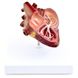 Анатомическая модель сердца собаки с паразитами 2 из 3