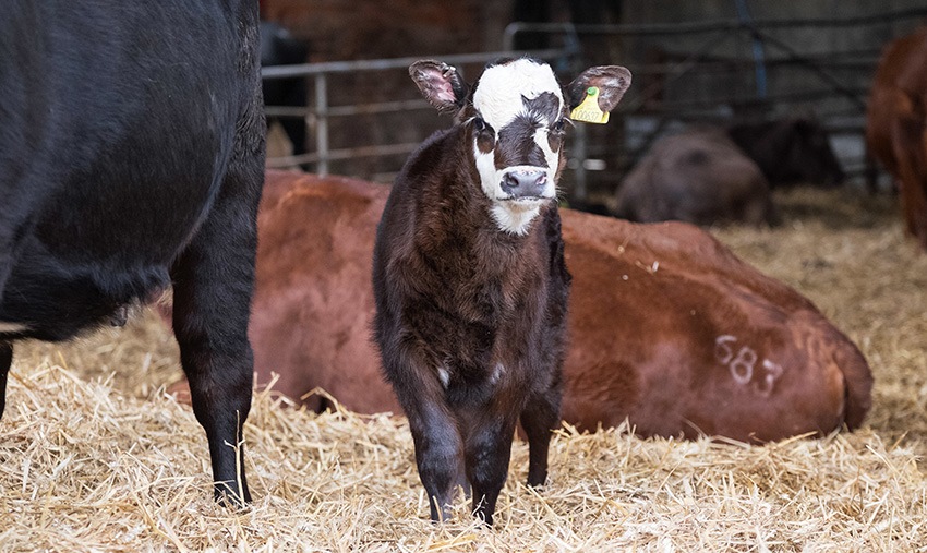 Искусственное осеменение коров с помощью эндоскопии