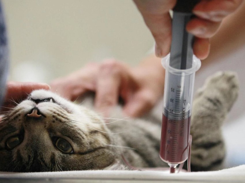 Биохимические показатели крови и их значение в ветеринарии: расшифруйте результаты анализа