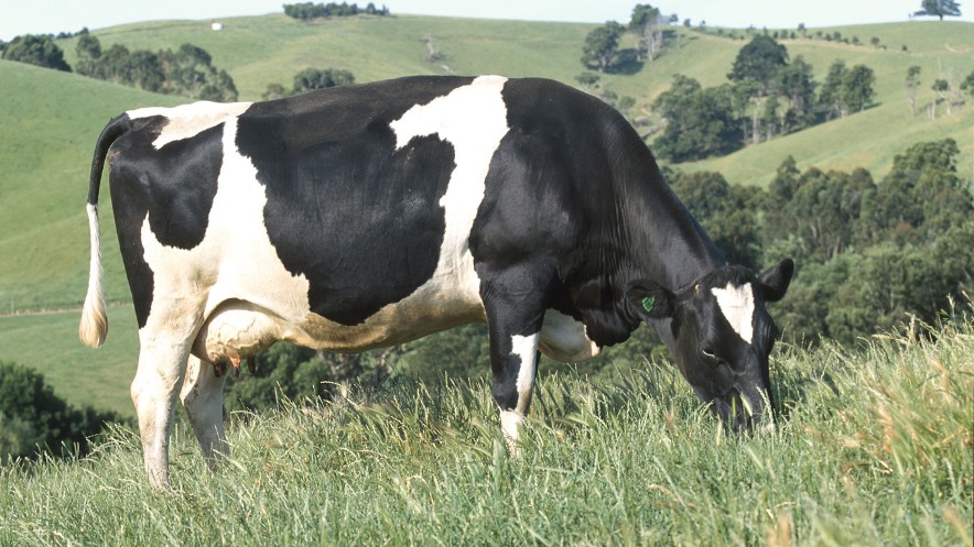 Догляд за вовною та хвостом корів