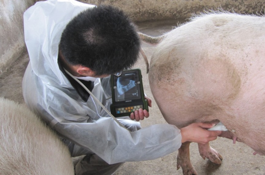 Уход за животными: использование ручных аппаратов УЗИ в ветеринарии и животноводстве
