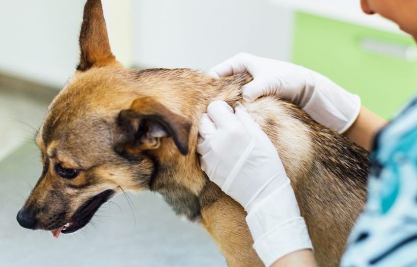 Распространенные кожные заболевания животных: причины и определение