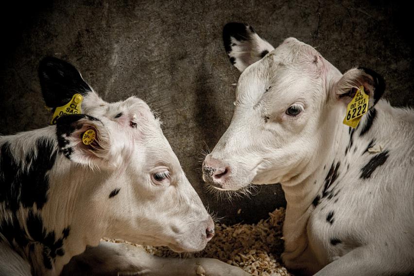 Чи потрібно корові видаляти роги?