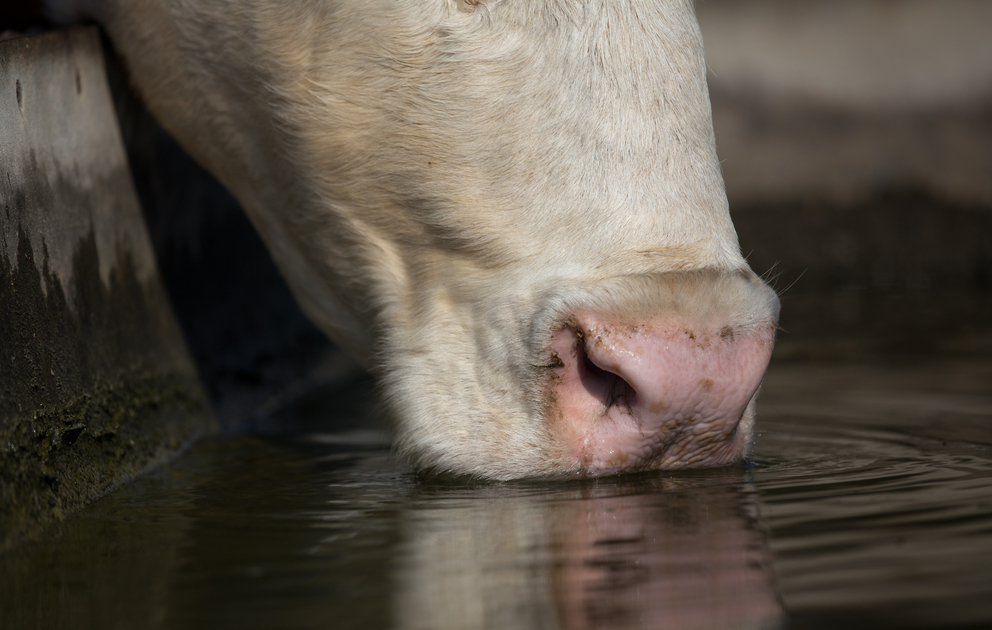 Особливості випоювання корів: поїлки для ВРХ